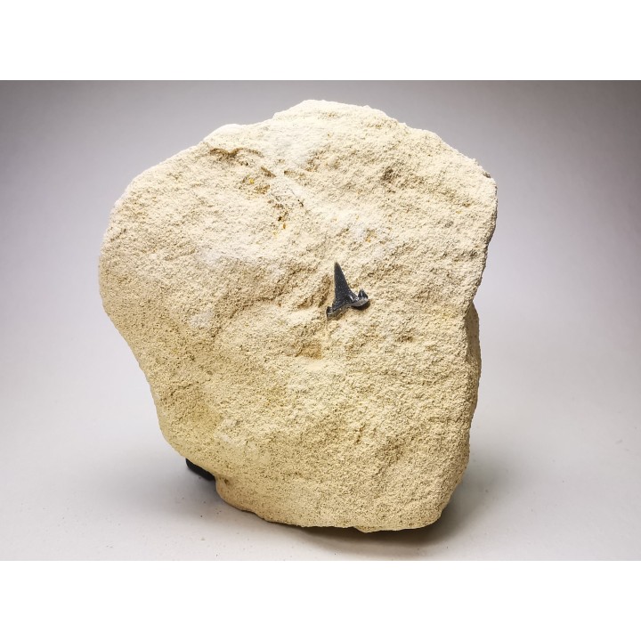 Shark tooth: Carcharias gracilis, Late Cretaceous,  Eben-Emael, Belgium