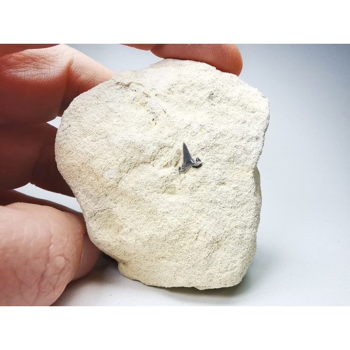 Shark tooth: Carcharias gracilis, Late Cretaceous,  Eben-Emael, Belgium