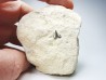 Dent de requin : Carcharias gracilis, Crétacé Supérieur, Eben-Emael, Belgique