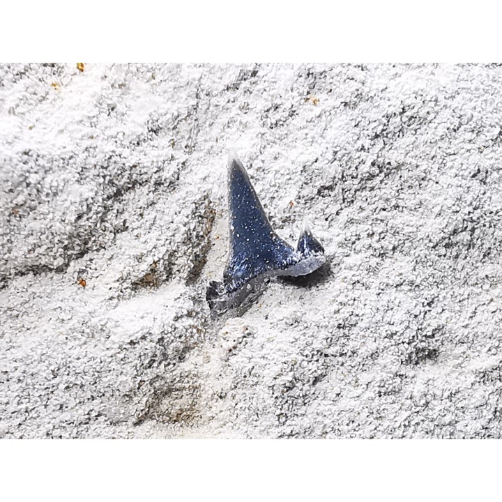 Shark tooth: Carcharias gracilis, Late Cretaceous,  Eben-Emael, Belgium