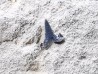 Shark tooth: Carcharias gracilis, Late Cretaceous, Eben-Emael, Belgium