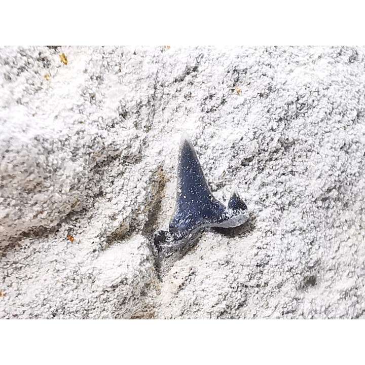 Shark tooth: Carcharias gracilis, Late Cretaceous,  Eben-Emael, Belgium