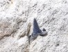 Dent de requin : Carcharias gracilis, Crétacé Supérieur, Eben-Emael, Belgique