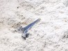Shark tooth: Carcharias gracilis, Late Cretaceous, Eben-Emael, Belgium