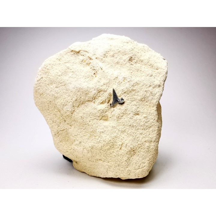 Shark tooth: Carcharias gracilis, Late Cretaceous,  Eben-Emael, Belgium