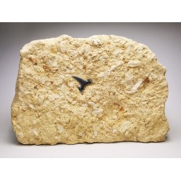 Shark tooth: Carcharias gracilis, Late Cretaceous,  Eben-Emael, Belgium