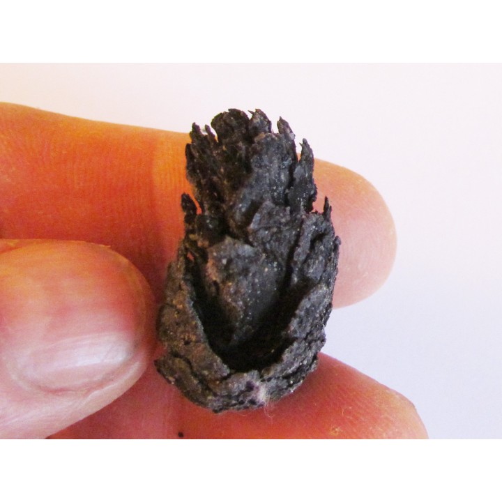 PINUS sp. (1)