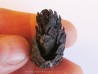 PINUS sp. (1)