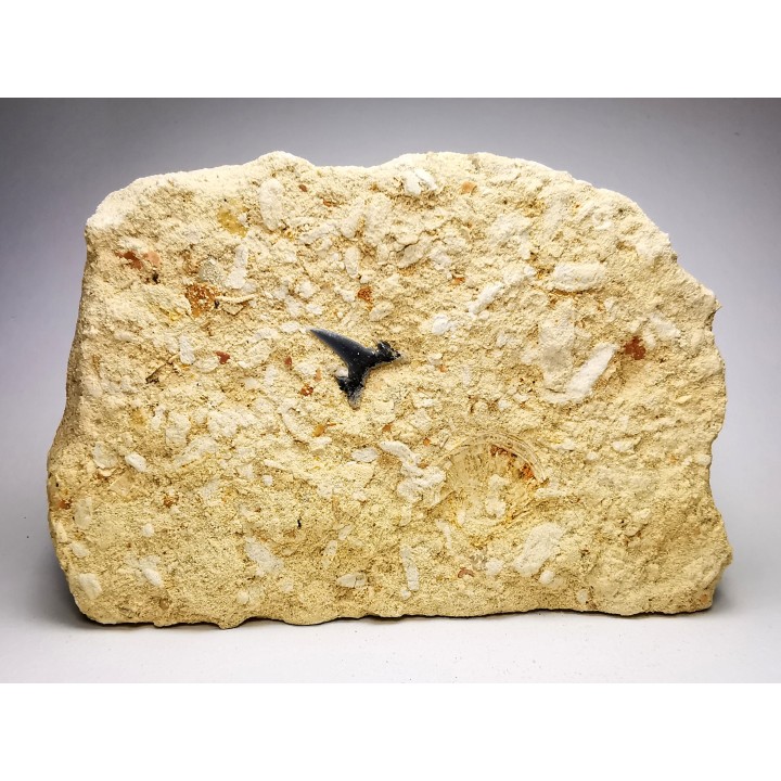 Shark tooth: Carcharias gracilis, Late Cretaceous,  Eben-Emael, Belgium