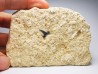 Shark tooth: Carcharias gracilis, Late Cretaceous, Eben-Emael, Belgium