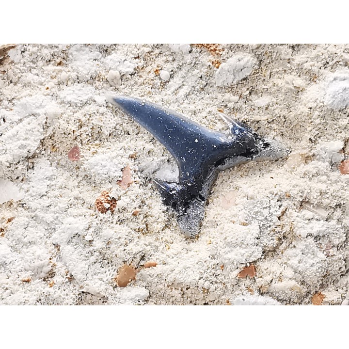 Shark tooth: Carcharias gracilis, Late Cretaceous,  Eben-Emael, Belgium