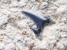 Dent de requin : Carcharias gracilis, Crétacé Supérieur, Eben-Emael, Belgique