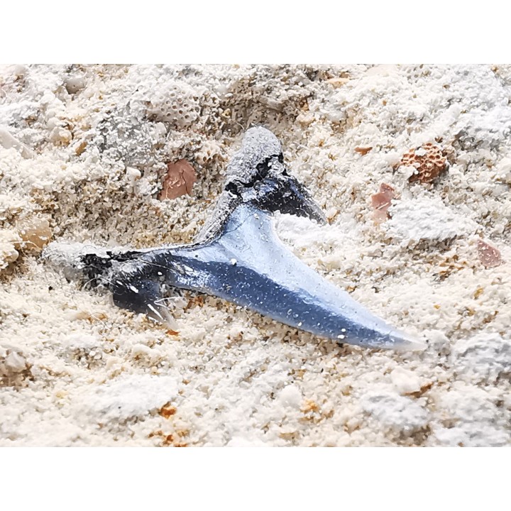 Shark tooth: Carcharias gracilis, Late Cretaceous,  Eben-Emael, Belgium