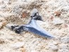 Shark tooth: Carcharias gracilis, Late Cretaceous, Eben-Emael, Belgium