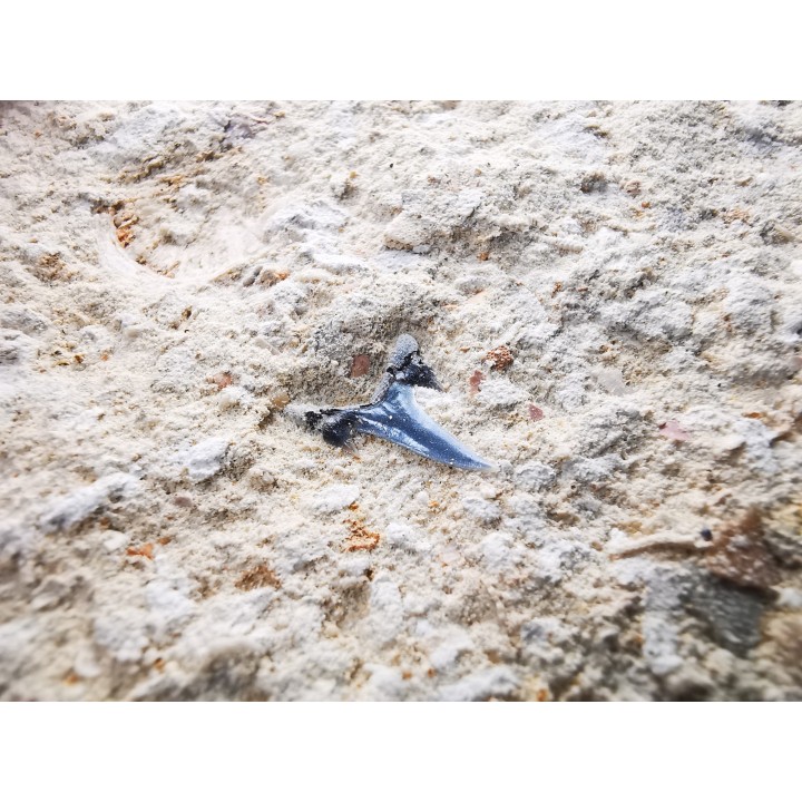 Shark tooth: Carcharias gracilis, Late Cretaceous,  Eben-Emael, Belgium