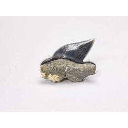 Dent de requin : Pseudocorax laevis, Crétacé Supérieur,  Eben-Emael, Belgique