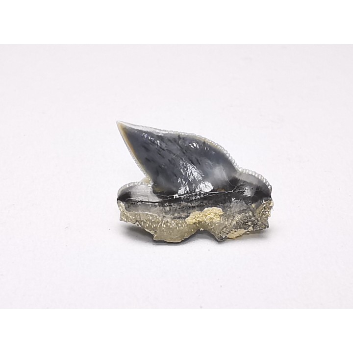 Dent de requin : Pseudocorax laevis, Crétacé Supérieur,  Eben-Emael, Belgique