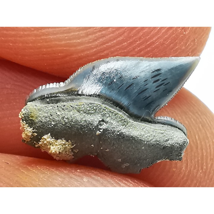 Shark tooth: Pseudocorax laevis, Late Cretaceous,  Eben-Emael, Belgium