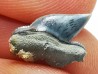 Shark tooth: Pseudocorax laevis, Late Cretaceous,  Eben-Emael, Belgium