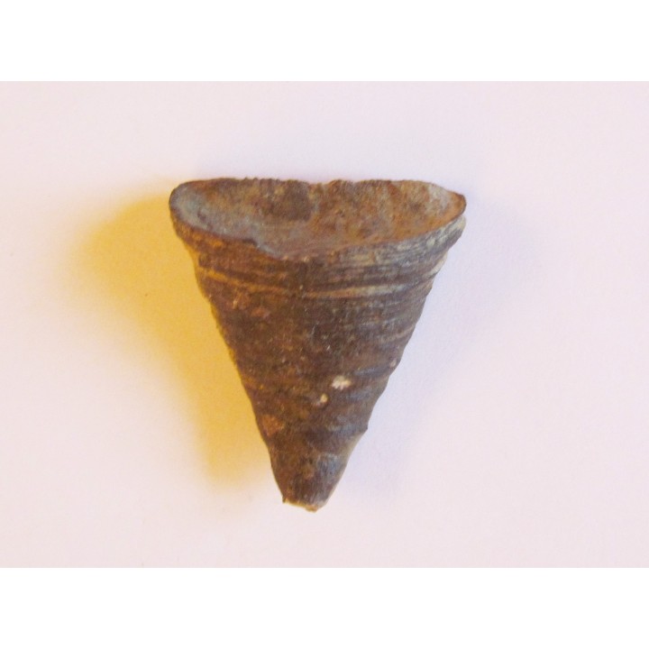 calceola sandalina (2)