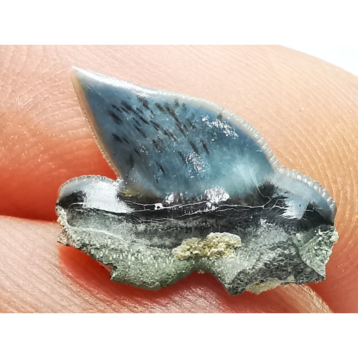 Shark tooth: Pseudocorax laevis, Late Cretaceous,  Eben-Emael, Belgium