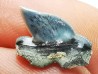 Dent de requin : Pseudocorax laevis, Crétacé Supérieur,  Eben-Emael, Belgique