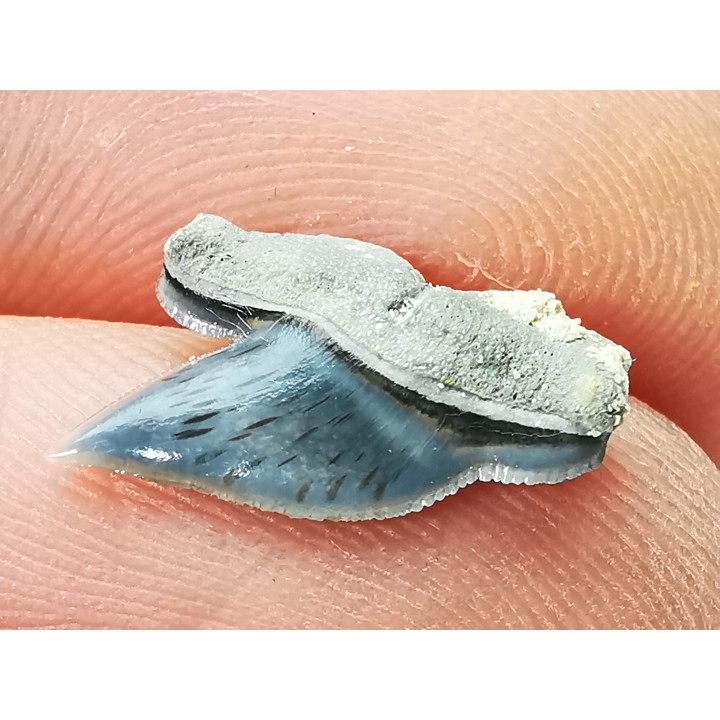 Dent de requin : Pseudocorax laevis, Crétacé Supérieur,  Eben-Emael, Belgique