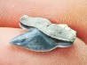 Shark tooth: Pseudocorax laevis, Late Cretaceous,  Eben-Emael, Belgium