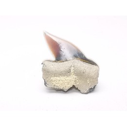 Shark tooth: Pseudocorax laevis, Late Cretaceous,  Eben-Emael, Belgium