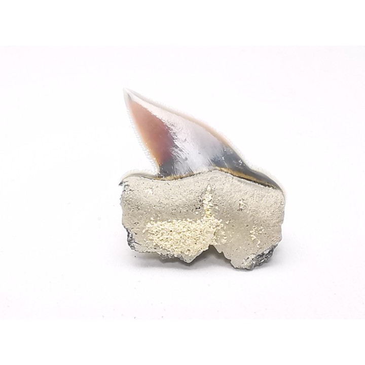 Shark tooth: Pseudocorax laevis, Late Cretaceous,  Eben-Emael, Belgium