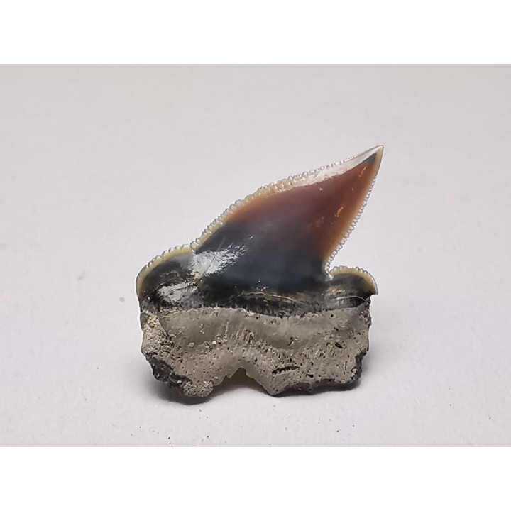 Shark tooth: Pseudocorax laevis, Late Cretaceous,  Eben-Emael, Belgium