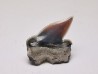 Shark tooth: Pseudocorax laevis, Late Cretaceous,  Eben-Emael, Belgium