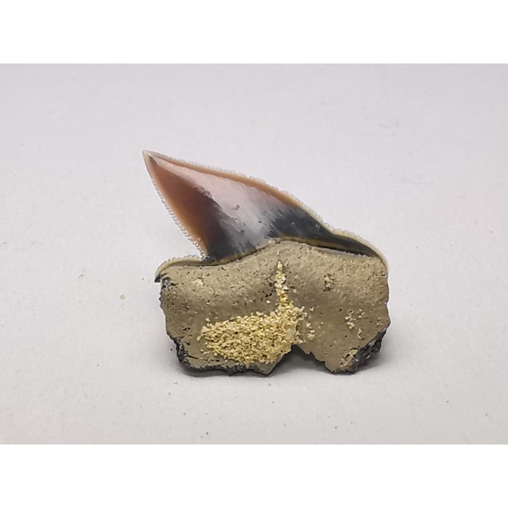 Shark tooth: Pseudocorax laevis, Late Cretaceous,  Eben-Emael, Belgium