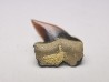 Shark tooth: Pseudocorax laevis, Late Cretaceous,  Eben-Emael, Belgium