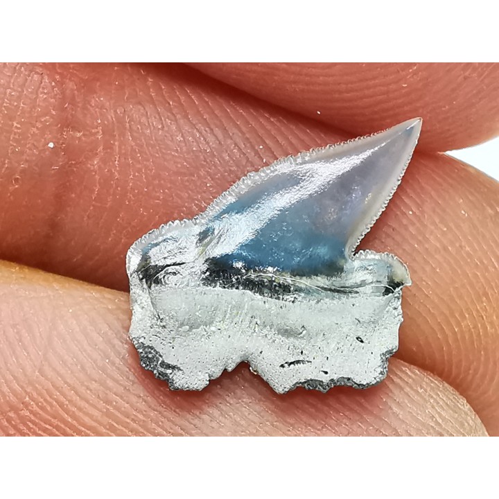 Dent de requin : Pseudocorax laevis, Crétacé Supérieur,  Eben-Emael, Belgique