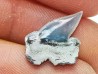 Shark tooth: Pseudocorax laevis, Late Cretaceous,  Eben-Emael, Belgium