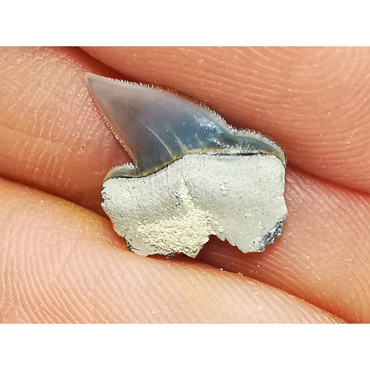 Shark tooth: Pseudocorax laevis, Late Cretaceous,  Eben-Emael, Belgium
