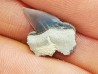 Shark tooth: Pseudocorax laevis, Late Cretaceous,  Eben-Emael, Belgium