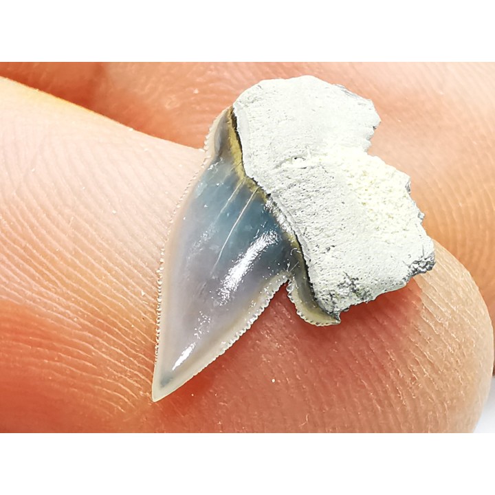 Shark tooth: Pseudocorax laevis, Late Cretaceous,  Eben-Emael, Belgium