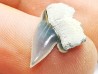 Shark tooth: Pseudocorax laevis, Late Cretaceous,  Eben-Emael, Belgium
