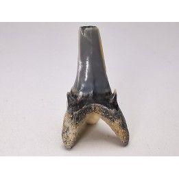Shark tooth: Palaeohypotodus bronni, Late Cretaceous,  Eben-Emael, Belgium