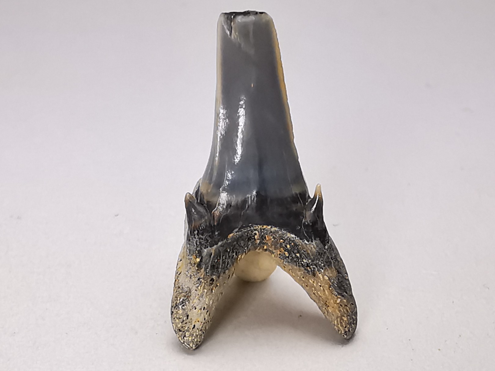 Shark tooth: Palaeohypotodus bronni, Late Cretaceous, Eben-Emael, Belgium