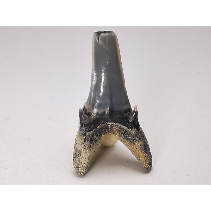 Dent de requin : Palaeohypotodus bronni, Crétacé Supérieur,  Eben-Emael, Belgique