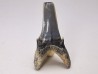 Dent de requin : Palaeohypotodus bronni, Crétacé Supérieur,  Eben-Emael, Belgique