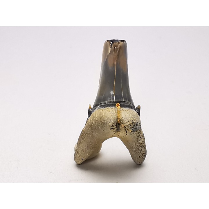 Dent de requin : Palaeohypotodus bronni, Crétacé Supérieur,  Eben-Emael, Belgique