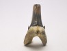 Dent de requin : Palaeohypotodus bronni, Crétacé Supérieur,  Eben-Emael, Belgique
