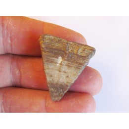 calceola sandalina (2)