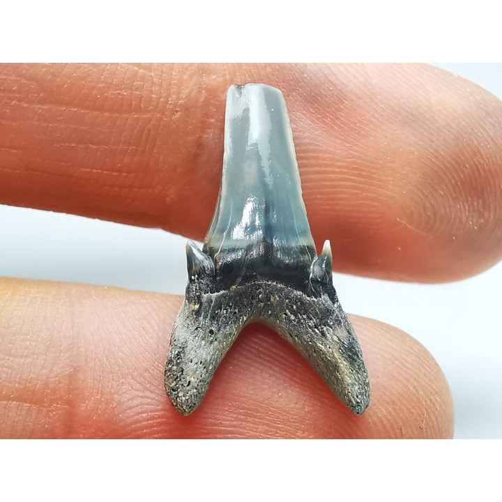 Dent de requin : Palaeohypotodus bronni, Crétacé Supérieur,  Eben-Emael, Belgique