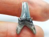 Shark tooth: Palaeohypotodus bronni, Late Cretaceous, Eben-Emael, Belgium