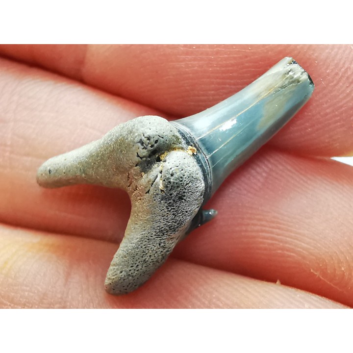 Dent de requin : Palaeohypotodus bronni, Crétacé Supérieur,  Eben-Emael, Belgique